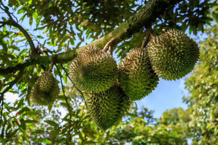Penggunaan teknologi dilihat penting bagi membantu Thailand mengekalkan kualiti durian.