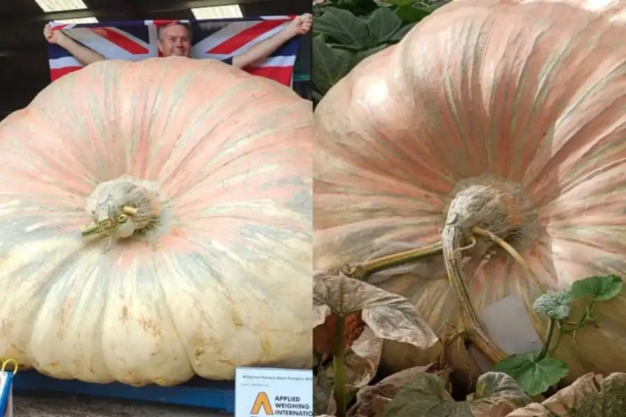 Labu gergasi seberat 1,295.8kg berjaya mencipta rekod dunia baharu.