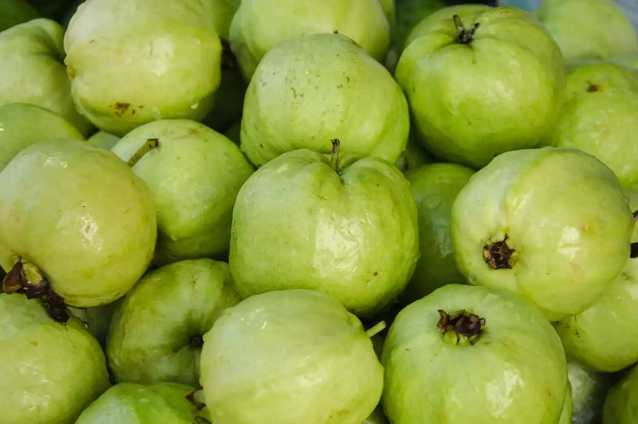 Jambu batu tinggi vitamin C yang baik untuk kesihatan tubuh.