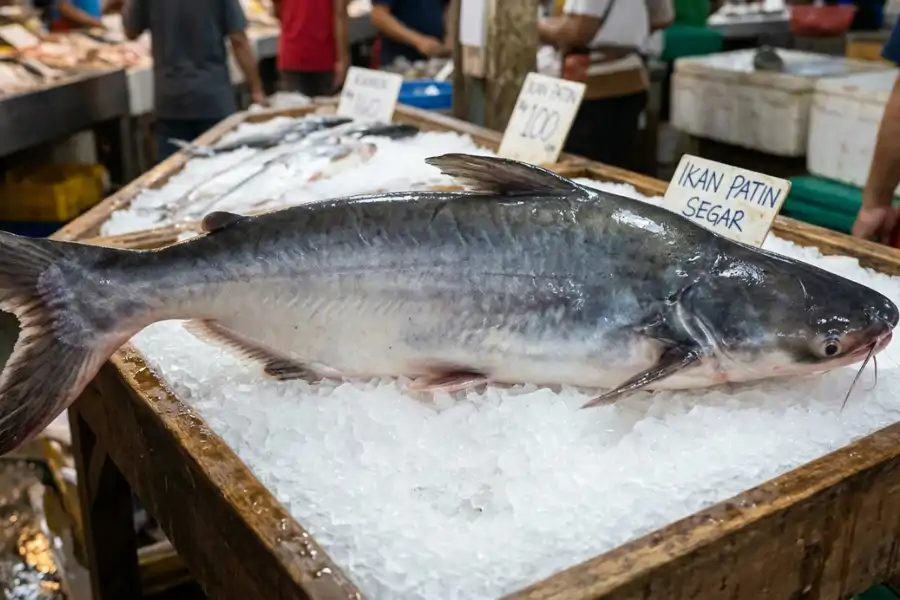 Ikan patin kaya vitamin D untuk tulang.