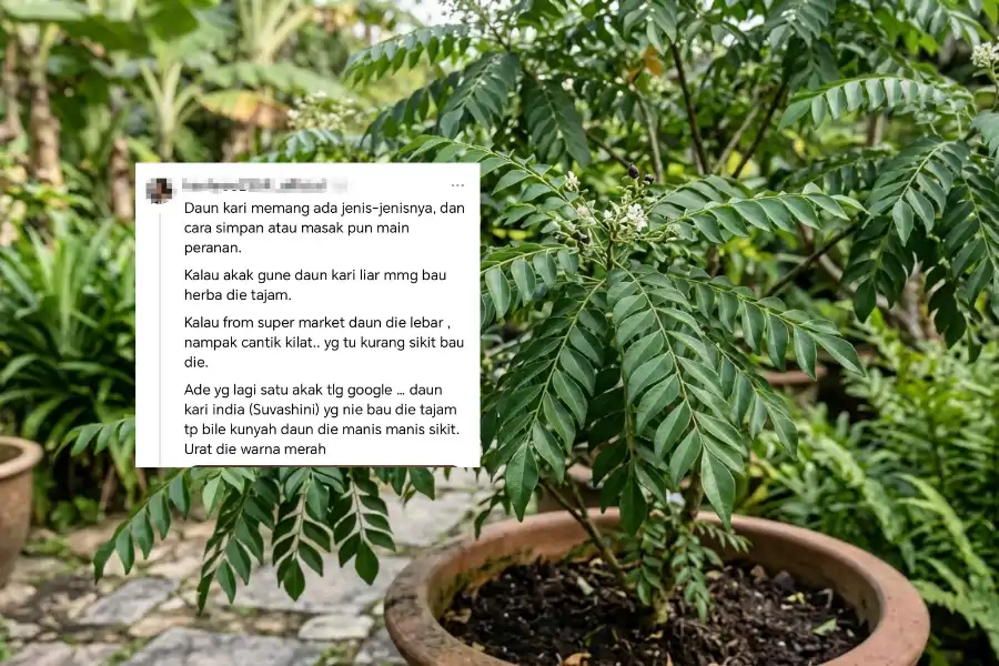 Perkongsian seorang pengguna Threads tentang beza setiap daun kari.
